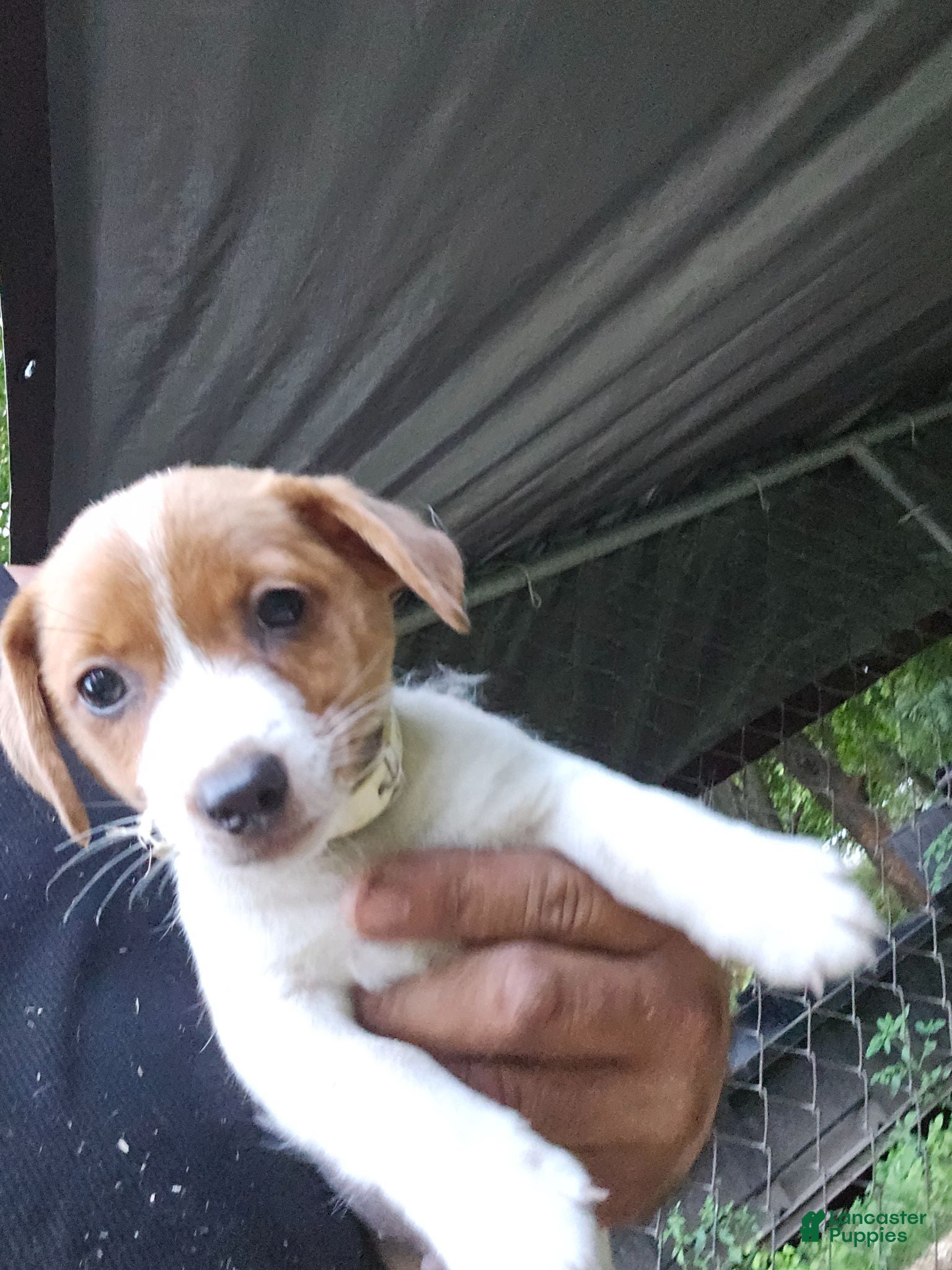Jack Russell Terrier dogs Jack Russell Terrier 10 - Ad 1