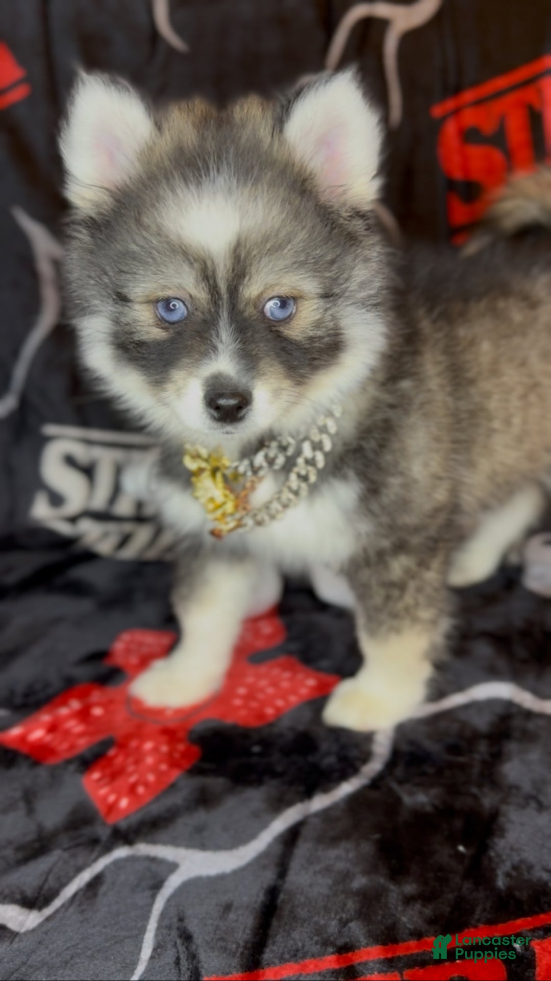 Pomsky dogs for sale: Loki (Mini Pomsky Pup) will be less than 10lbs - Ad 7
