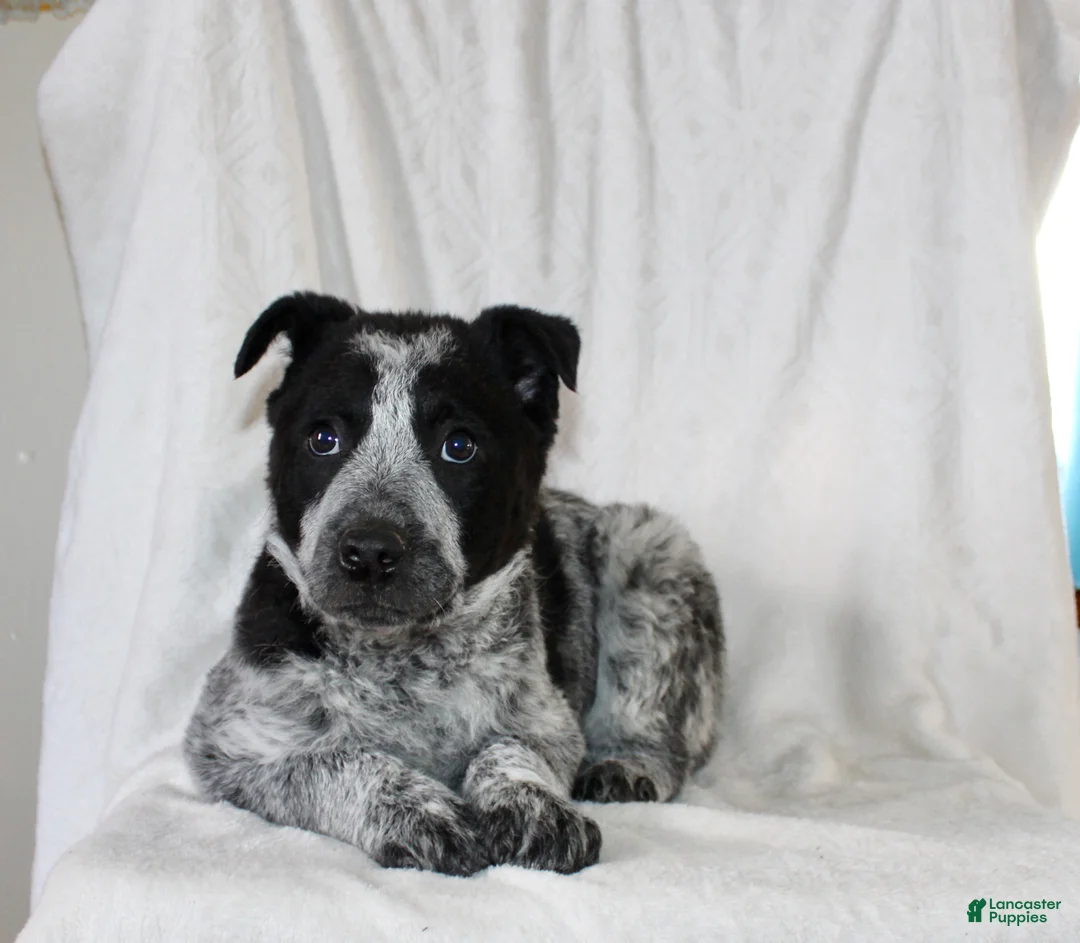 Australian Cattle Dog dogs for sale: Watson - Ad 2