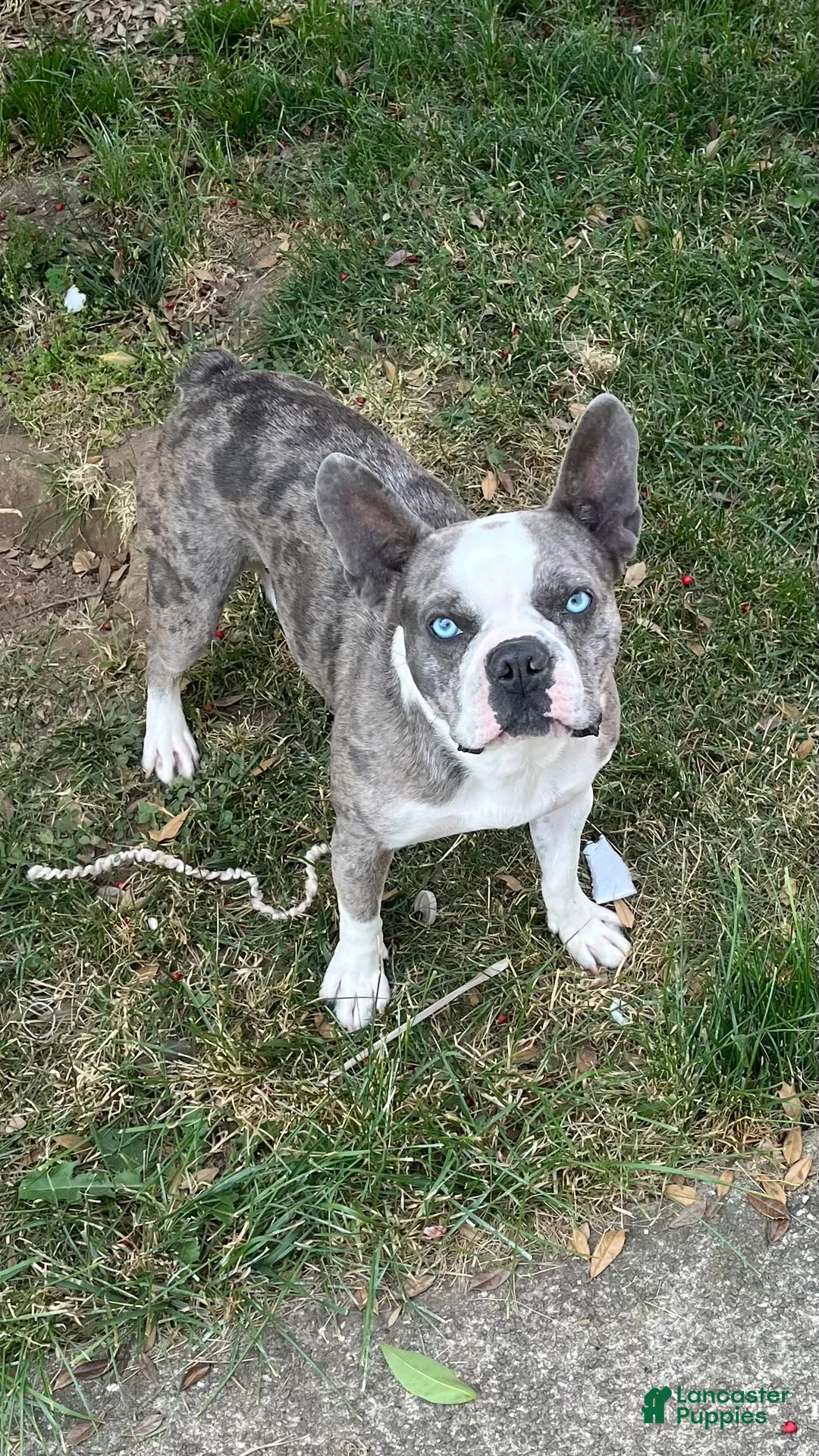 Gallery Image {{count}}