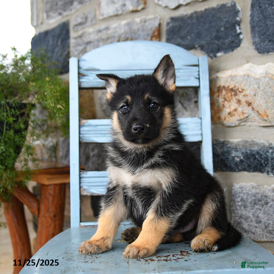 Gerberian Shepsky dogs Polar - Ad 2