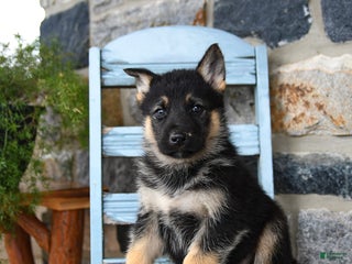 Gerberian Shepsky dogs Polar - Ad 4