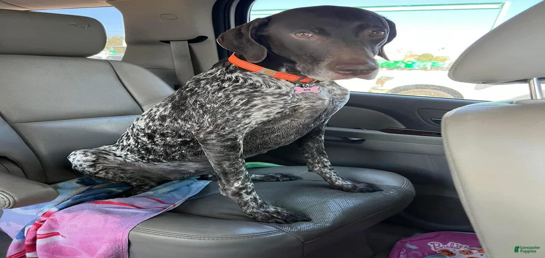 Gallery Image {{count}}