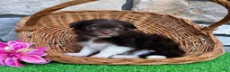 Havanese dogs for sale: Rosey - Ad 6