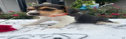 Beagle dogs for sale: Cookie - Ad 4