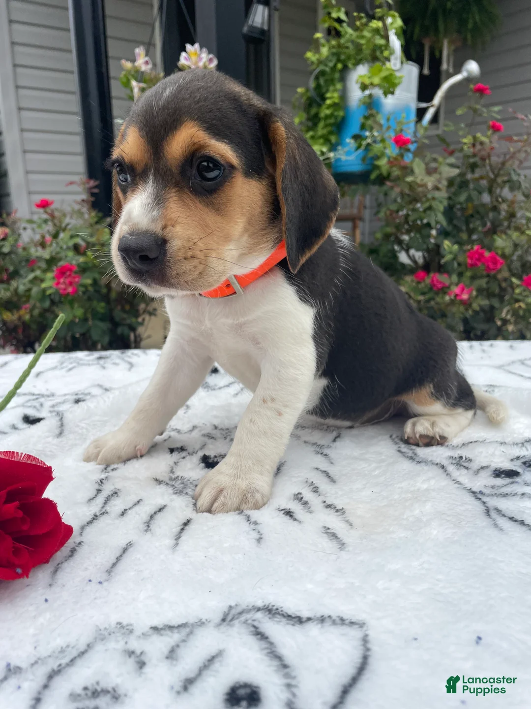 Beagle dogs for sale: Cookie - Ad 4