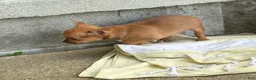 Chihuahua dogs for sale: Rusti - Ad 12