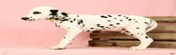Dalmatian dogs for sale: Robo - Ad 9
