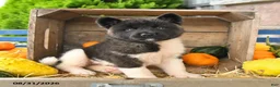 Akita dogs for sale: Nora - Ad 2