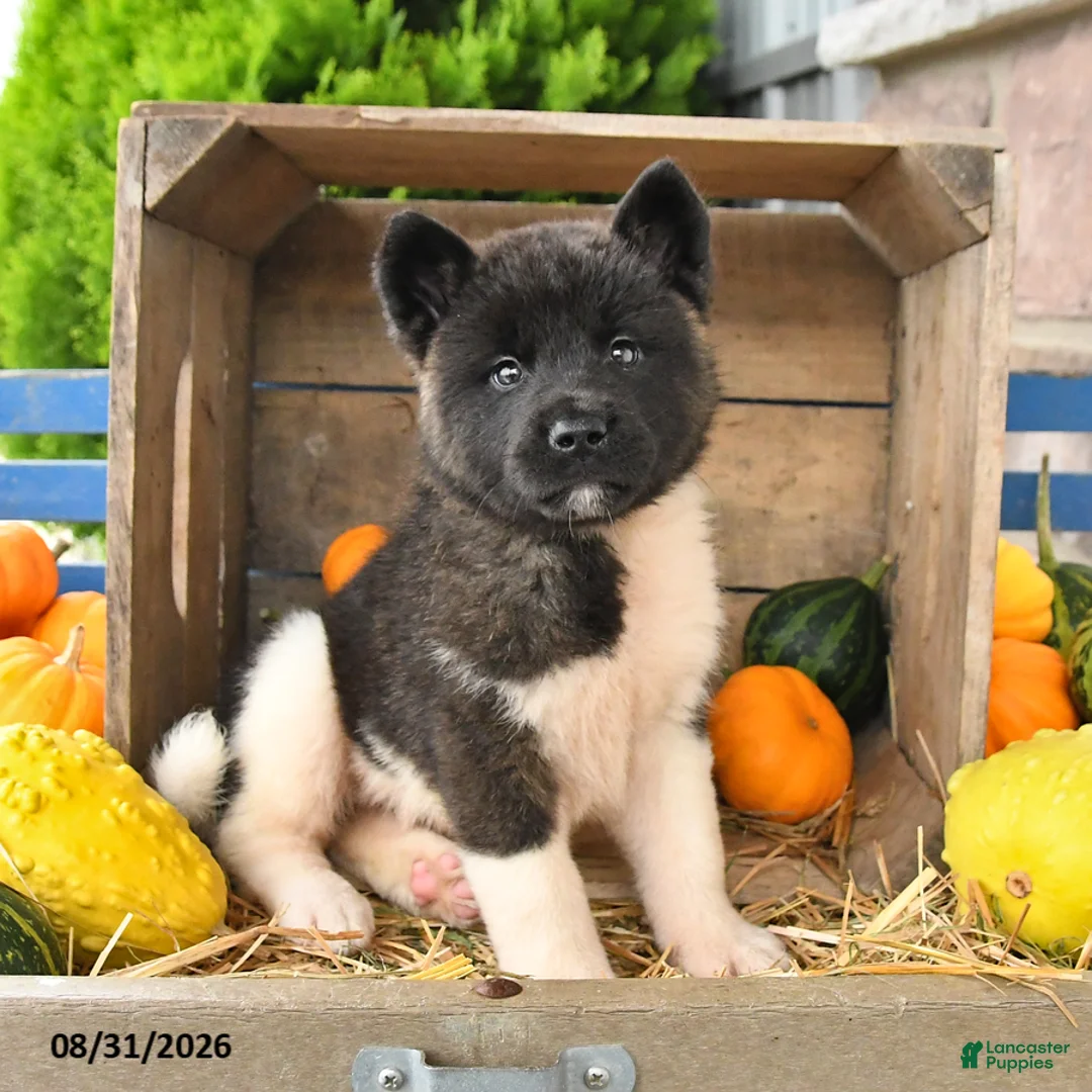 Akita dogs for sale: Nora - Ad 2