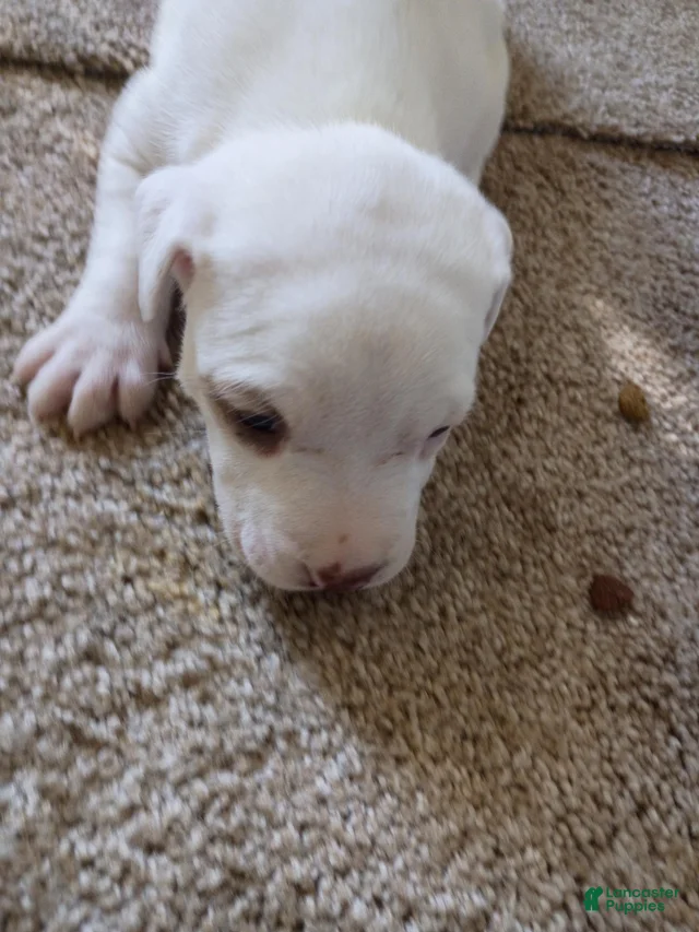 American Pit Bull Terrier 5 American Pit Bull Terrier for sale in ...