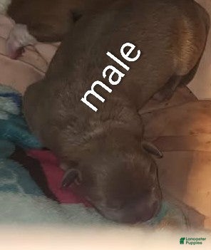 Mixed Breed dogs Mixed Breed Puppy 1 - Ad 25