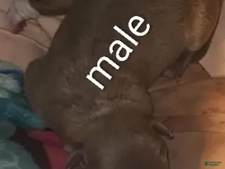 Mixed Breed dogs Mixed Breed Puppy 1 - Ad 25