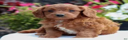 Mini Goldendoodle dogs for sale: Van  - Ad 2