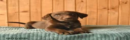 Labrador Retriever dogs for sale: Gandalf  - Ad 5