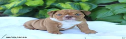 English Bulldog dogs for sale: Rufus - Ad 5