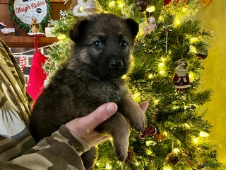 German Shepherd dogs Prancer - Ad 40