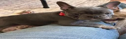 French Bulldog dogs for sale: Birdie  - Ad 6