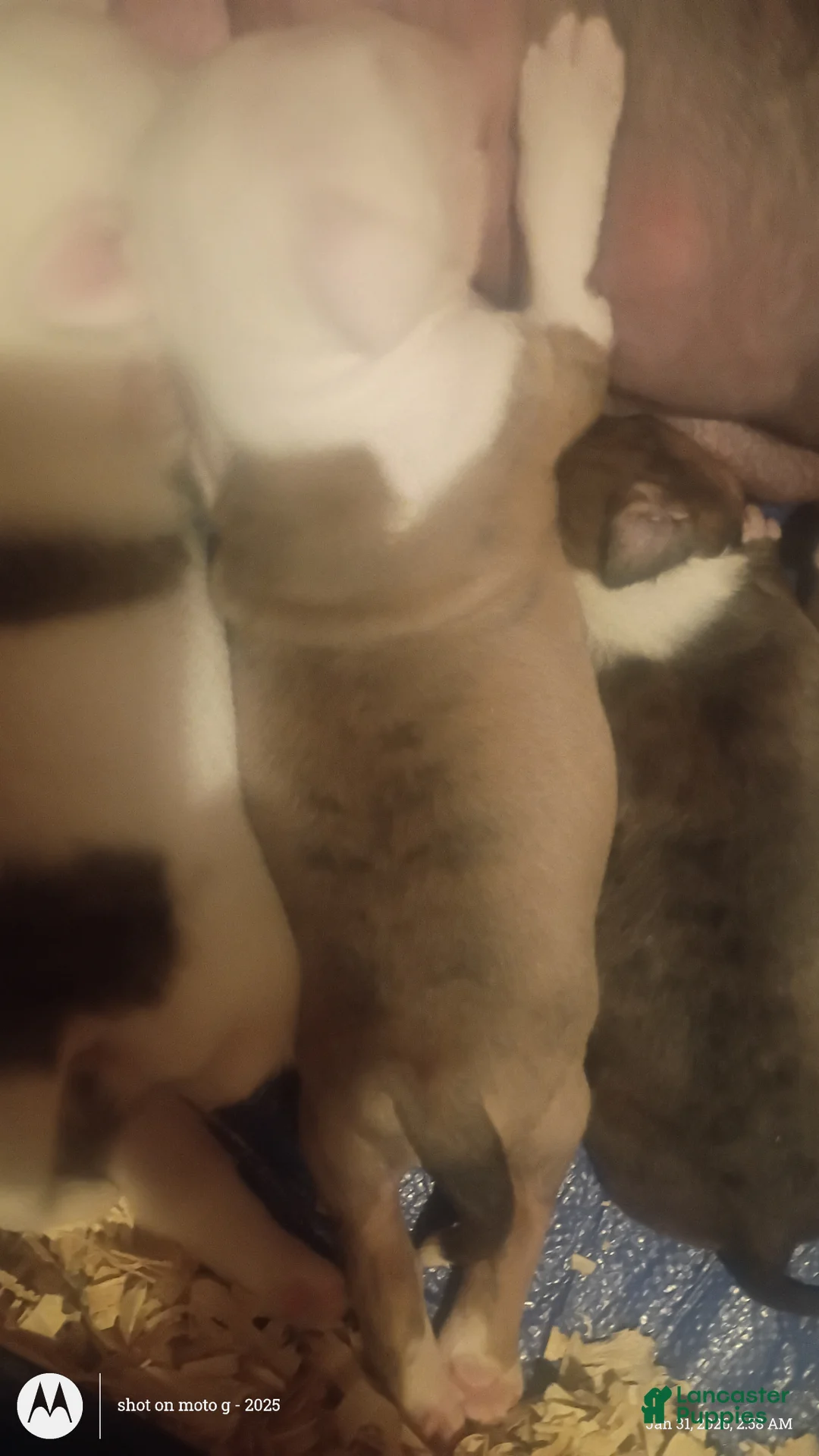 American Pit Bull Terrier dogs for sale: American Pit Bull Terrier Puppy 5 - Ad 1