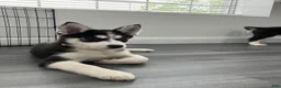 Siberian Husky dogs for sale: Princess - Ad 6