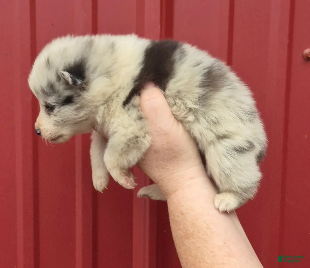 Mixed Breed dogs for sale: Mixed Breed 9 - Ad 2