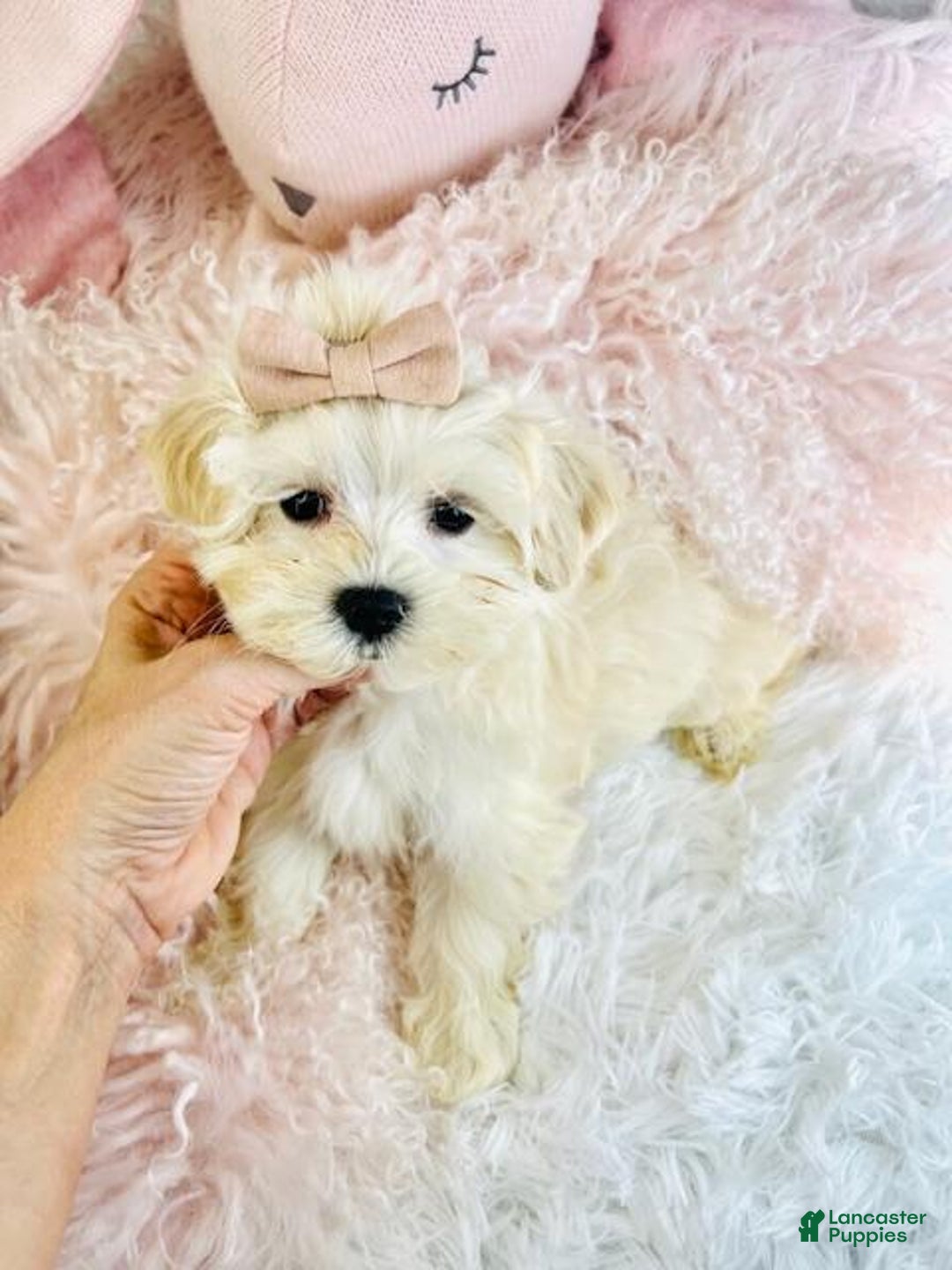 Maltese dogs for sale: Maltese Puppy 1 - Ad 3