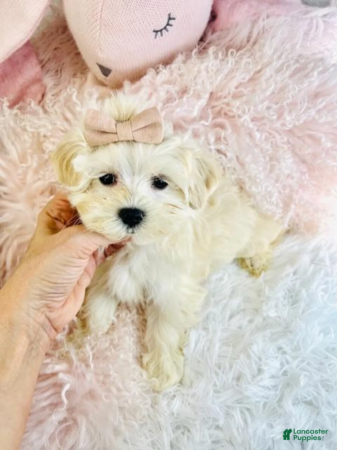 Maltese dogs for sale: Maltese Puppy 1 - Ad 3