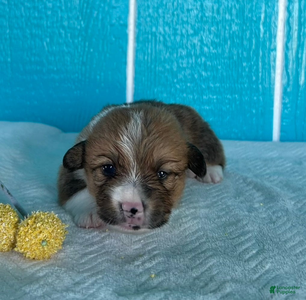 Welsh Corgi Pembroke dogs Danny Welsh Corgi Pembroke Puppy  - Ad 2