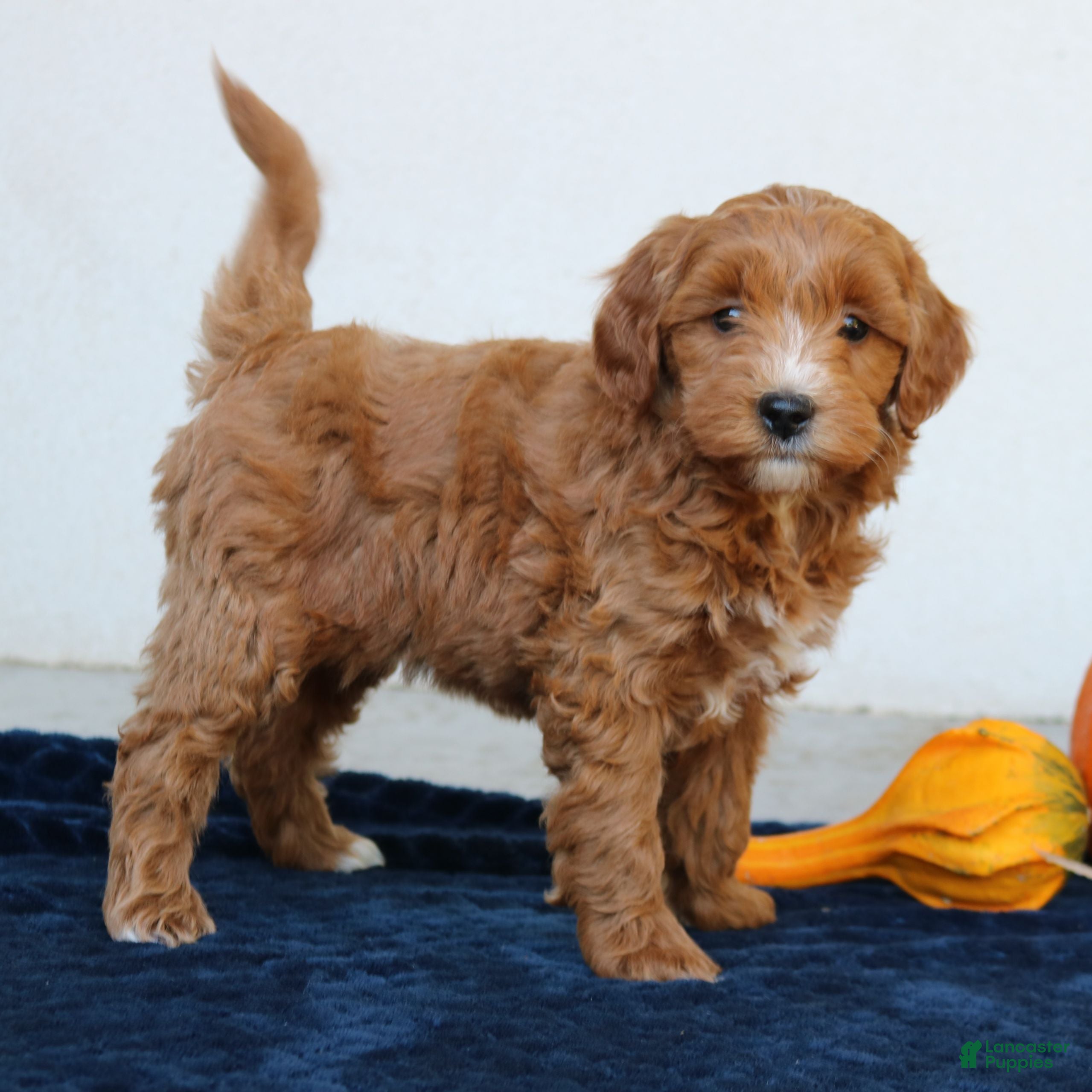 Mini Goldendoodle dogs for sale: Millie  - Ad 1