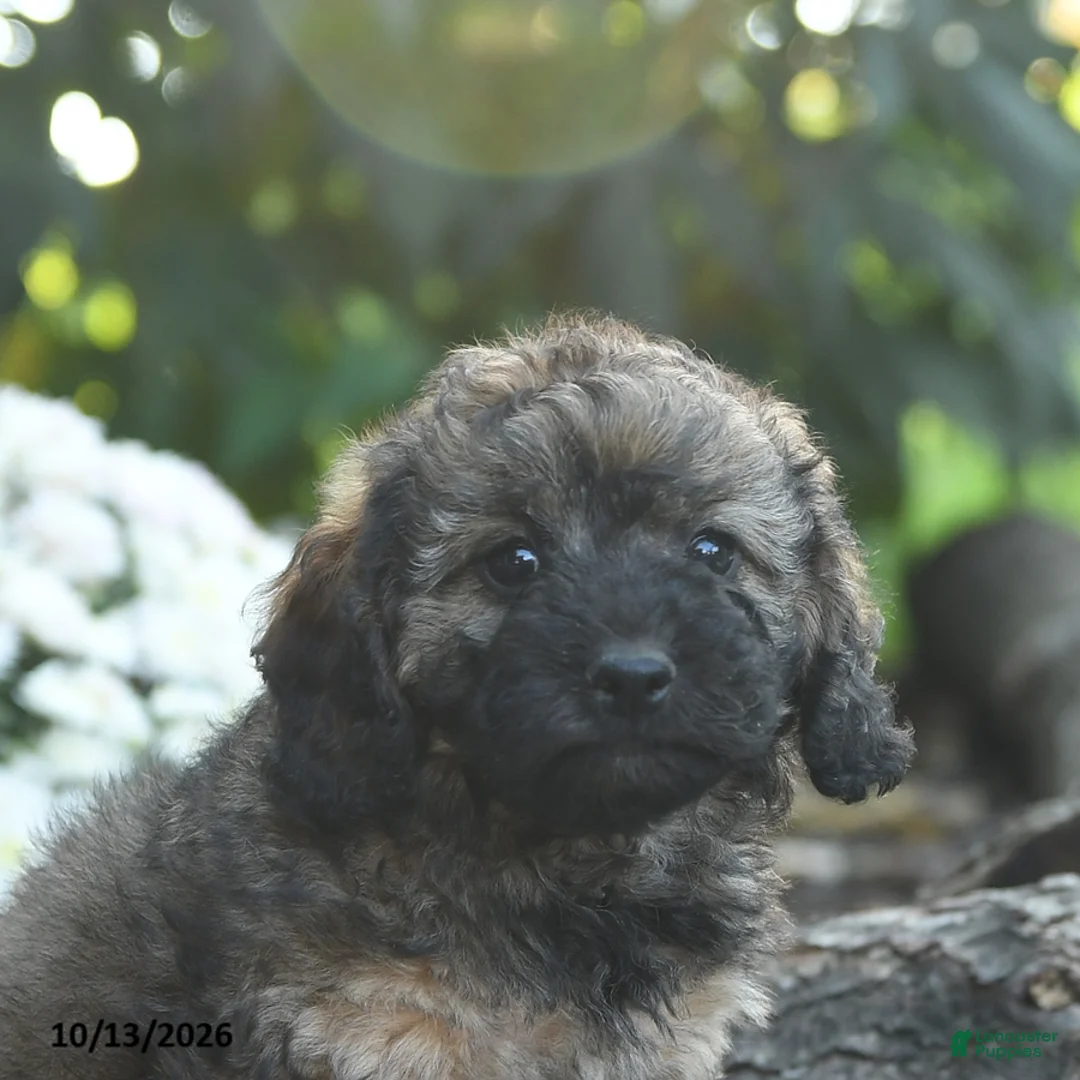 Cavapoo dogs for sale: Major Fluffula - Ad 3