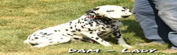 Dalmatian dogs for sale: Rita - Ad 10