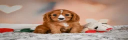 Cavapoo dogs for sale: DUKE - Ad 10