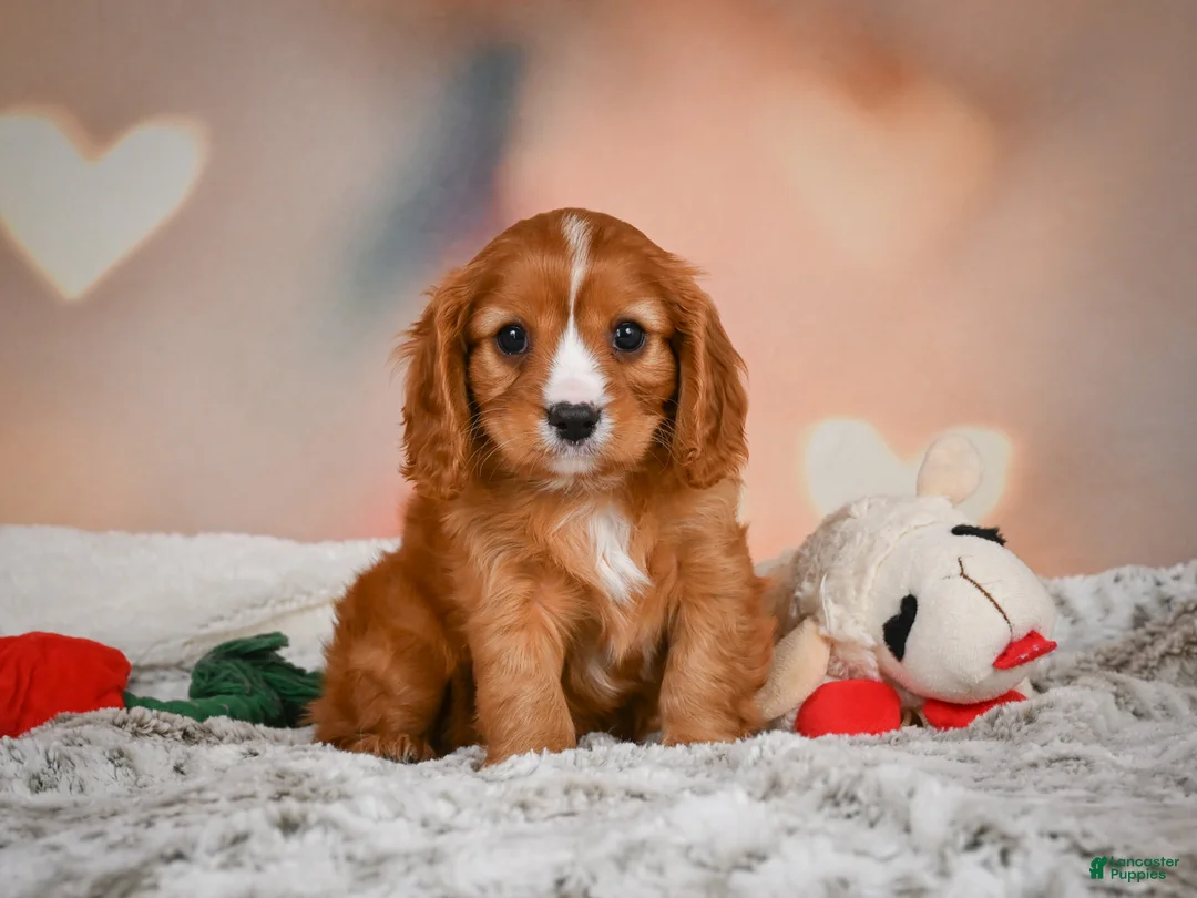 Cavapoo dogs for sale: DUKE - Ad 10