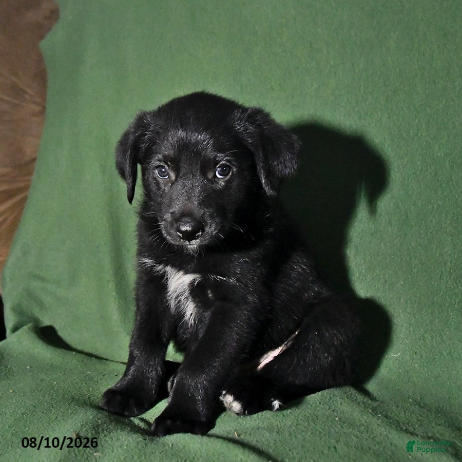 Mixed Breed dogs Bowser - Ad 1