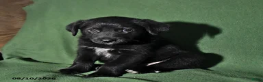 Bowser