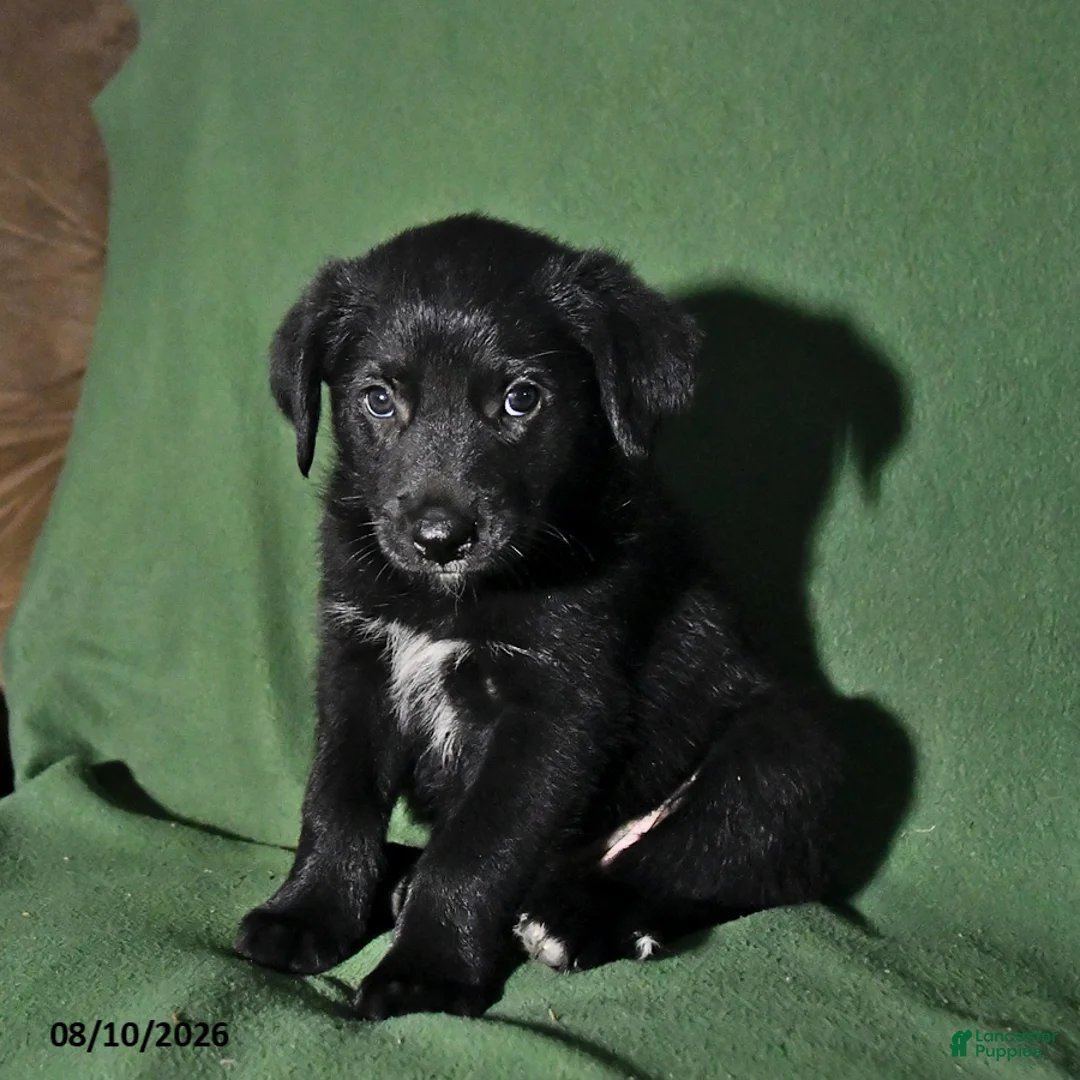 Mixed Breed dogs for sale: Bowser - Ad 1
