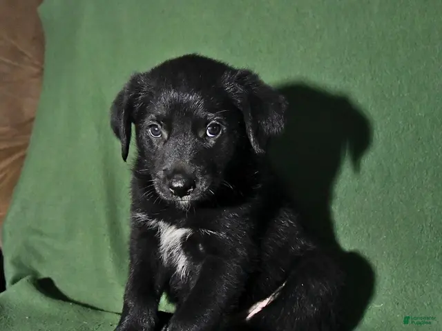 Mixed Breed dogs for sale: Bowser - Ad 1