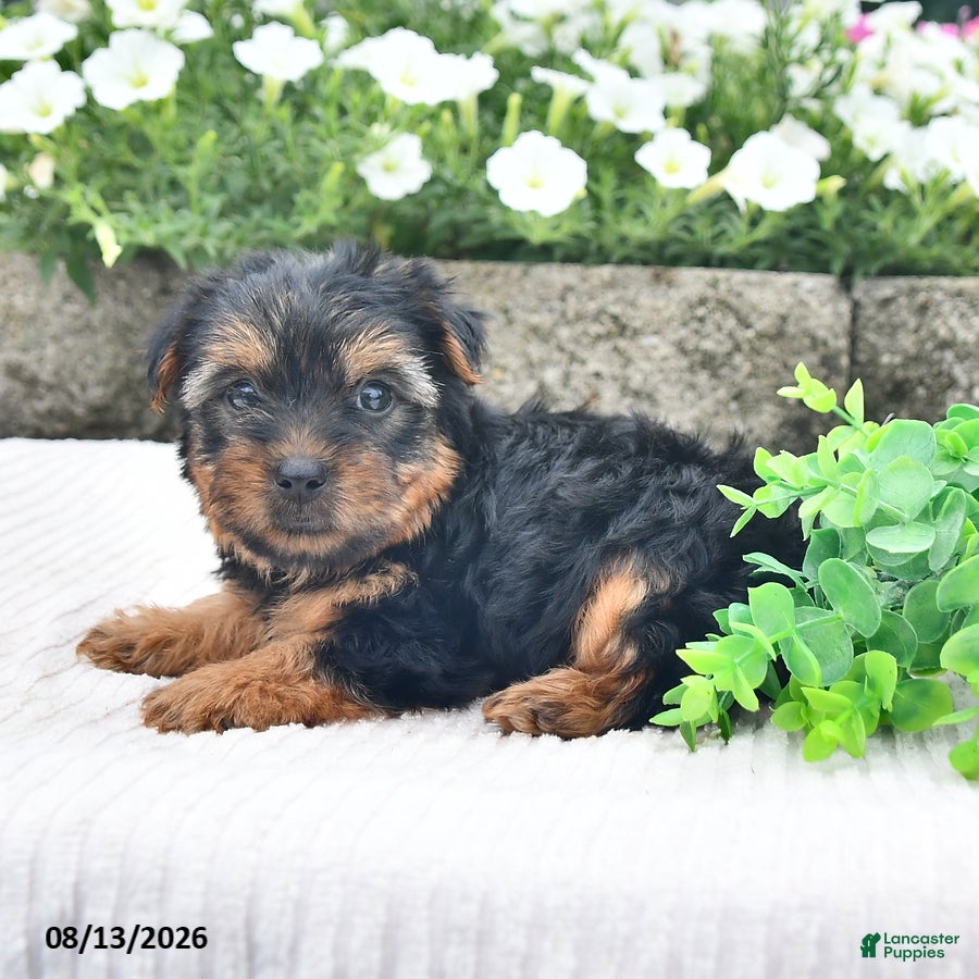 Yorkshire Terrier dogs Alex - Ad 2