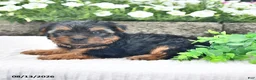 Yorkshire Terrier dogs for sale: Alex - Ad 2