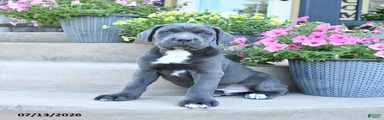 Rex