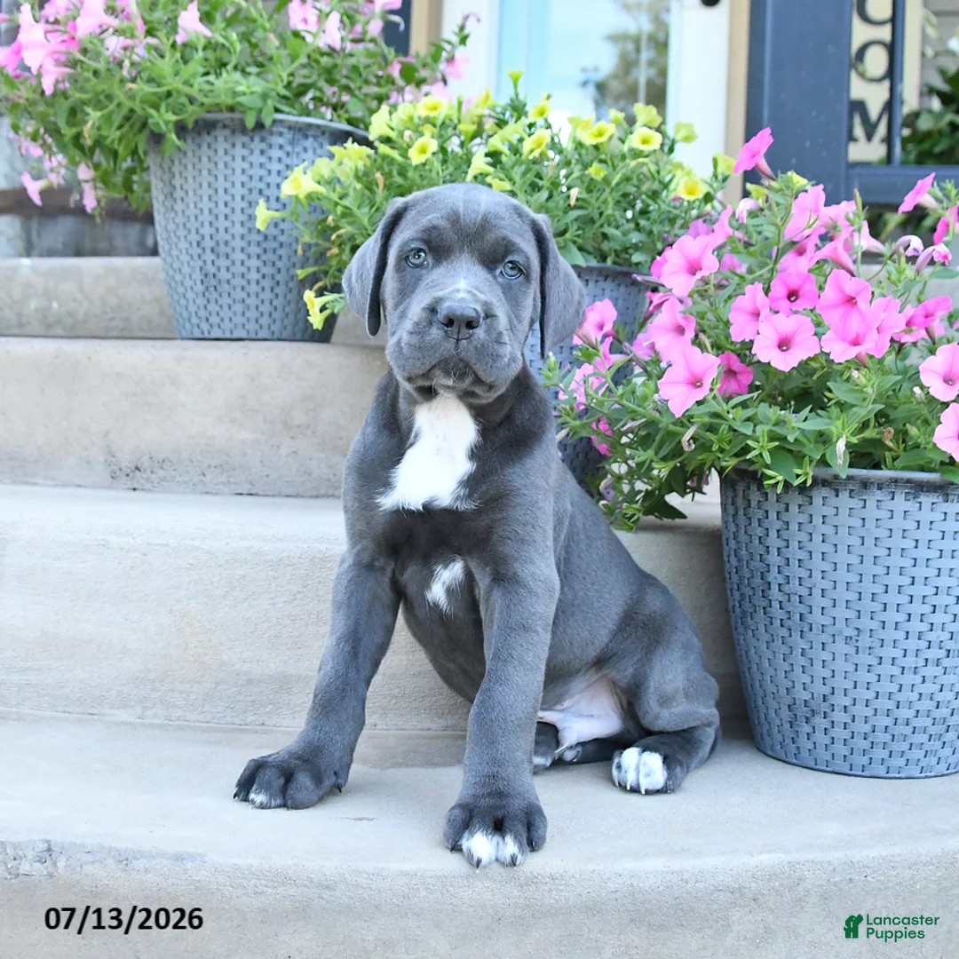 Cane Corso dogs for sale: Rex - Ad 1