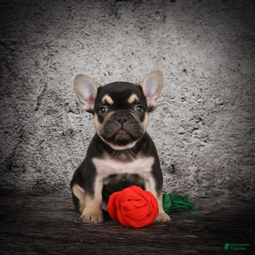 French Bulldog dogs for sale: Ollie - Ad 3