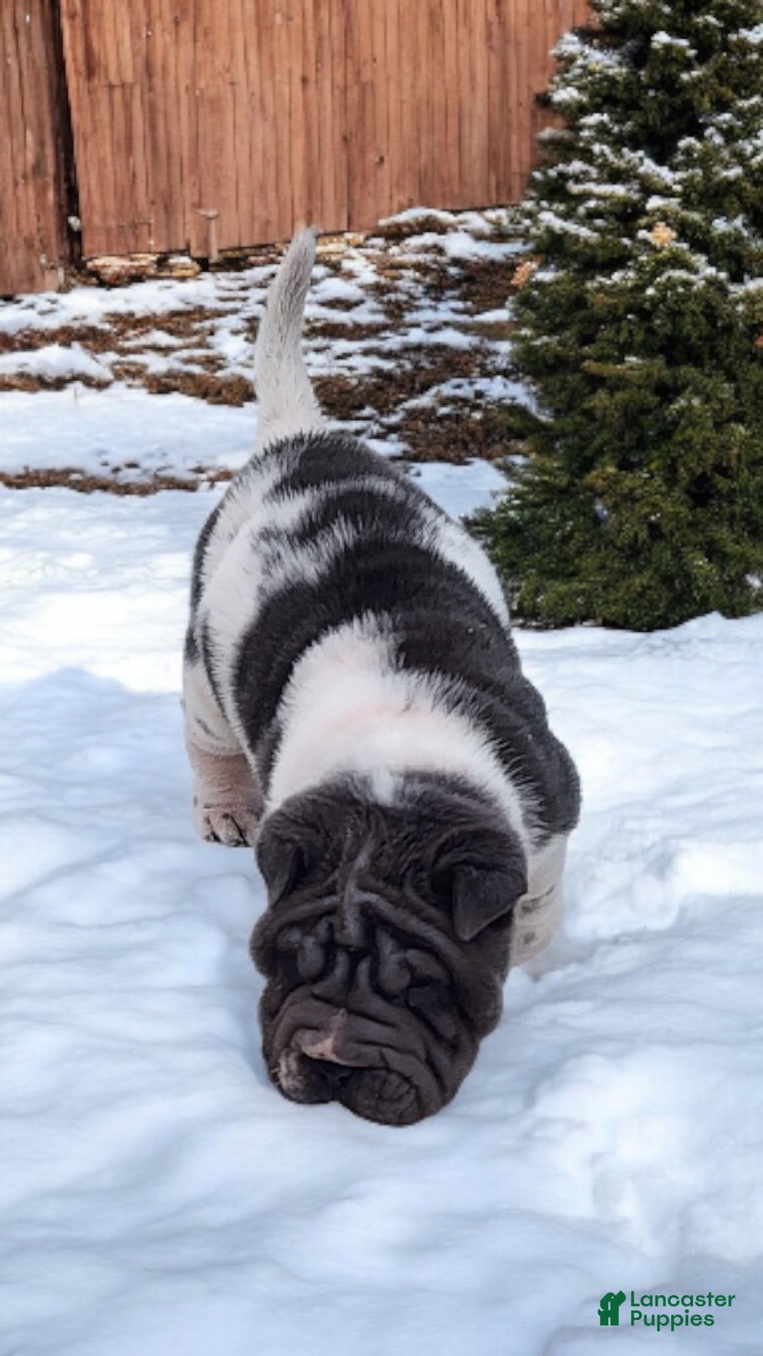 Shar Pei dogs for sale: Bluella blue flower mini - Ad 8