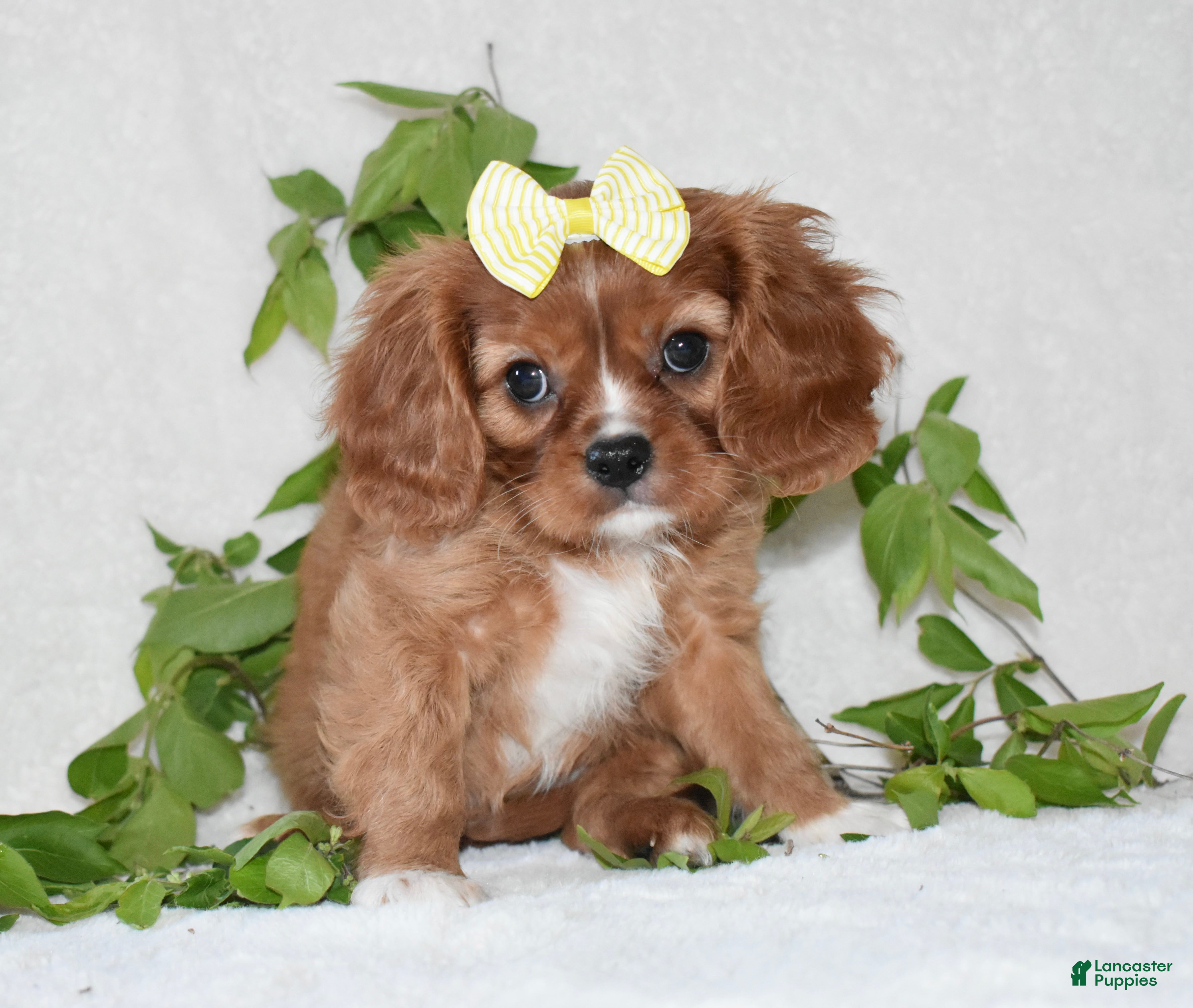 Cavalier King Charles Spaniel dogs Rhea - Ad 10