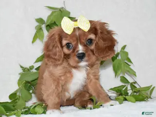 Cavalier King Charles Spaniel dogs Rhea - Ad 10