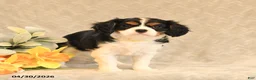 Cavalier King Charles Spaniel dogs for sale: Iris - Ad 3