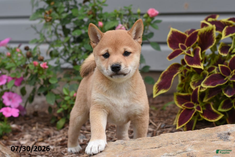 Shiba Inu dogs Jill - Ad 1