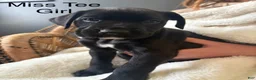 Mixed Breed dogs for sale: Mixed Breed Puppy 2 - Ad 5