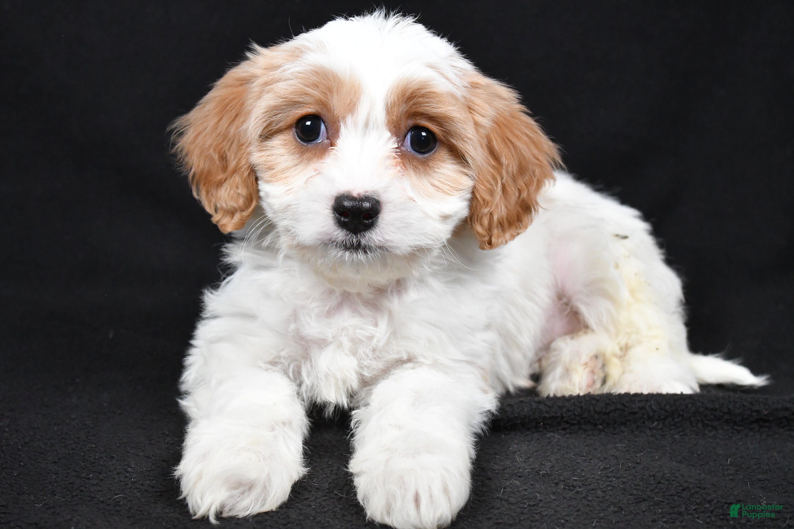 Cavachon dogs Olive - Ad 10