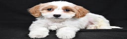 Cavachon dogs for sale: Olive - Ad 1